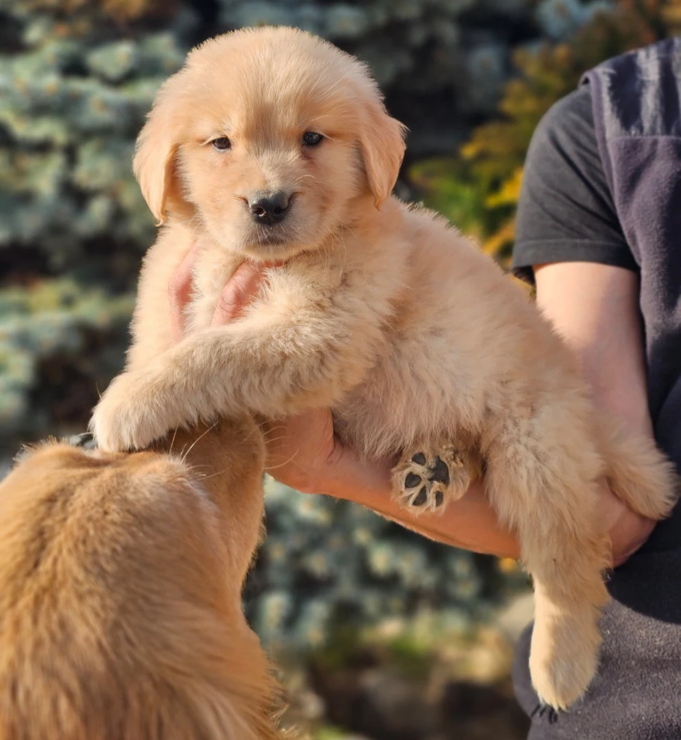 Cuccioli Golden Retriever Americani con Pedigree ENCI | Foto 3