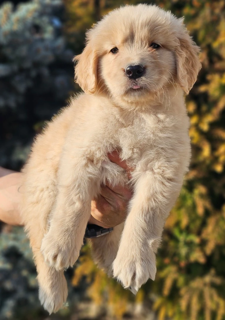 Cuccioli Golden Retriever Americani con Pedigree ENCI | Foto 1