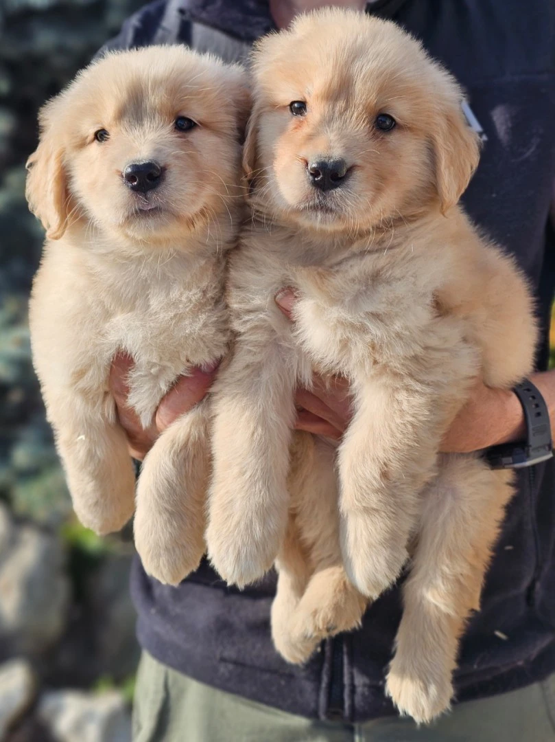 Cuccioli Golden Retriever Americani con Pedigree ENCI | Foto 4