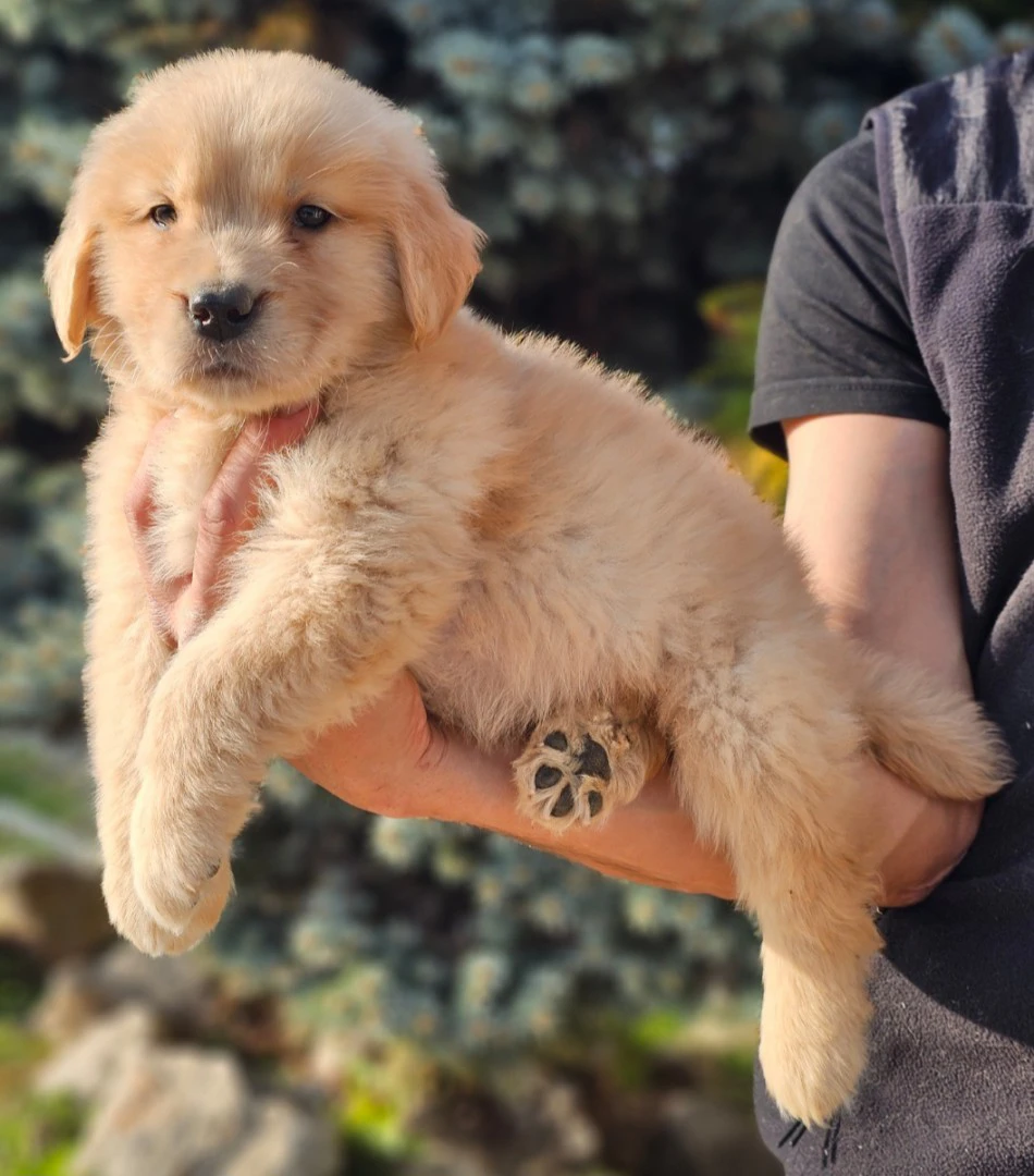 Cuccioli Golden Retriever Americani con Pedigree ENCI | Foto 2