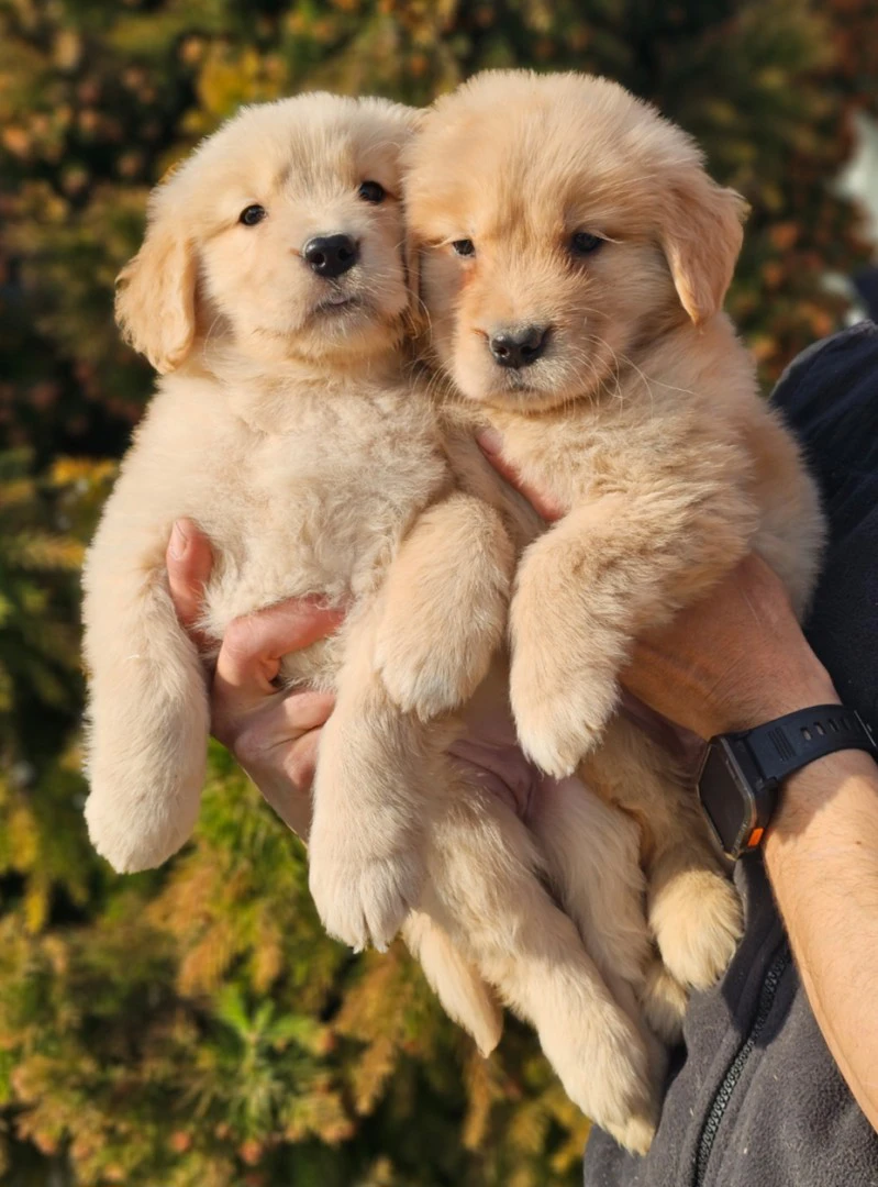 Cuccioli Golden Retriever Americani con Pedigree ENCI | Foto 6