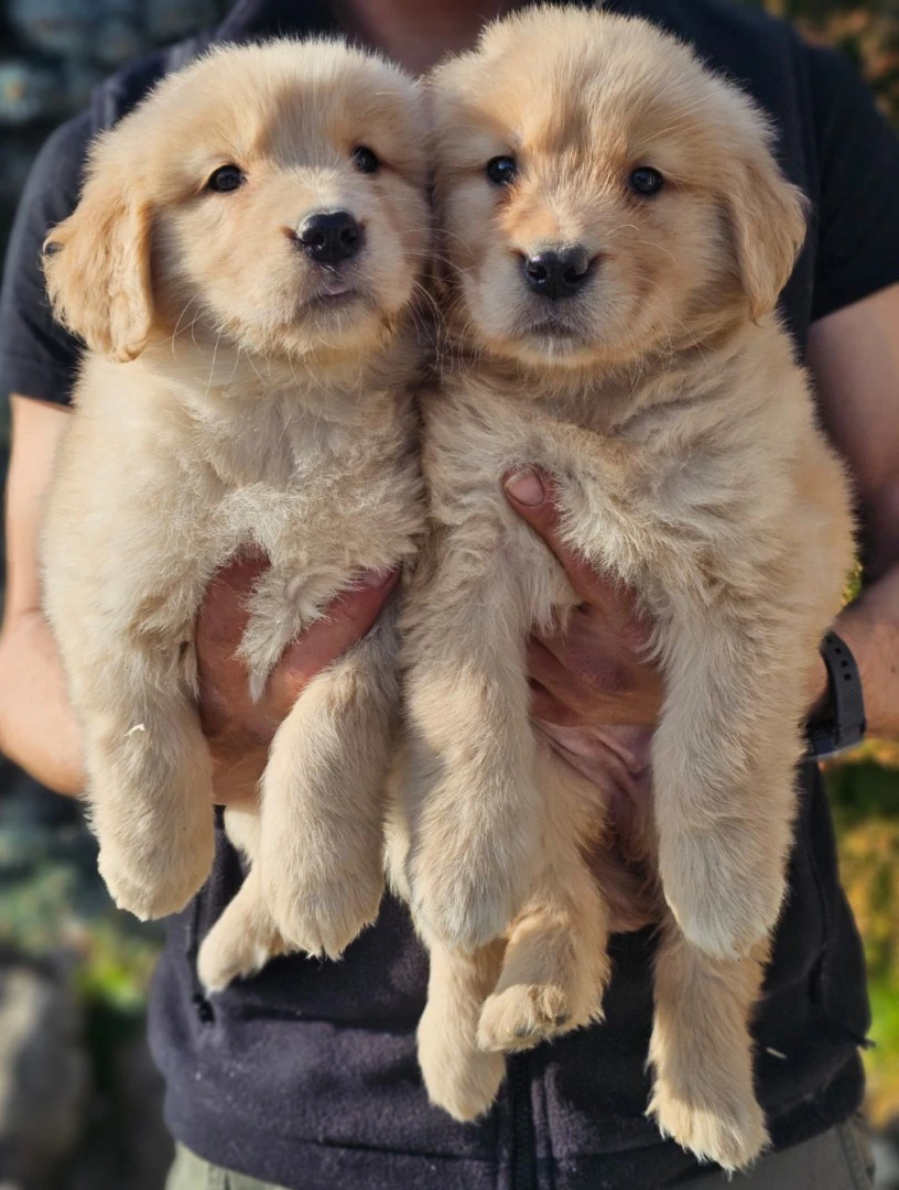 Cuccioli Golden Retriever Americani con Pedigree ENCI | Foto 5