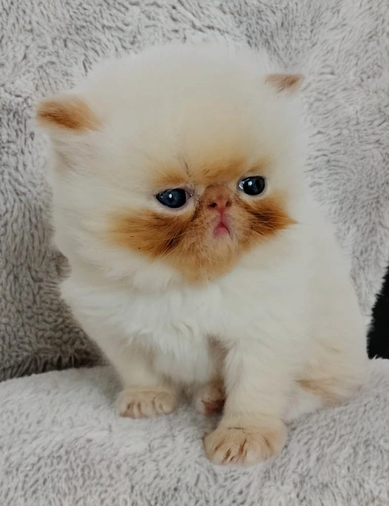 Bellissimi cuccioli di persian | Foto 3