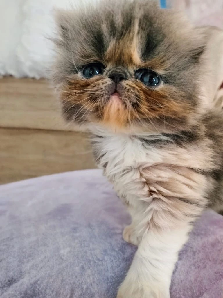 Bellissimi cuccioli di persian | Foto 1