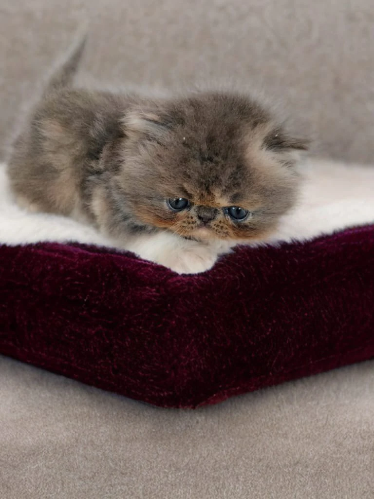 Bellissimi cuccioli di persian | Foto 2