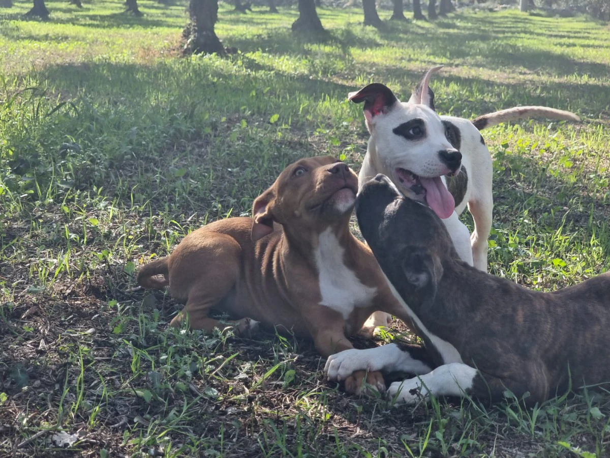 Bellissimi cuccioli di Amstaff | Foto 5