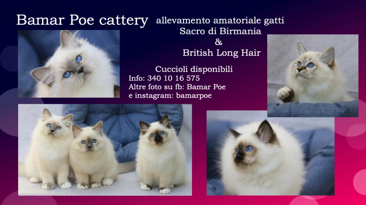 Bamar Poe cattery, allevamento | Foto 1