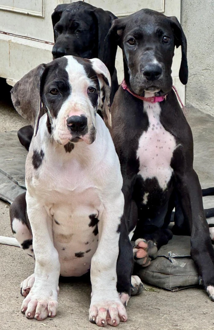 Cuccioli di alano con pedigree | Foto 1