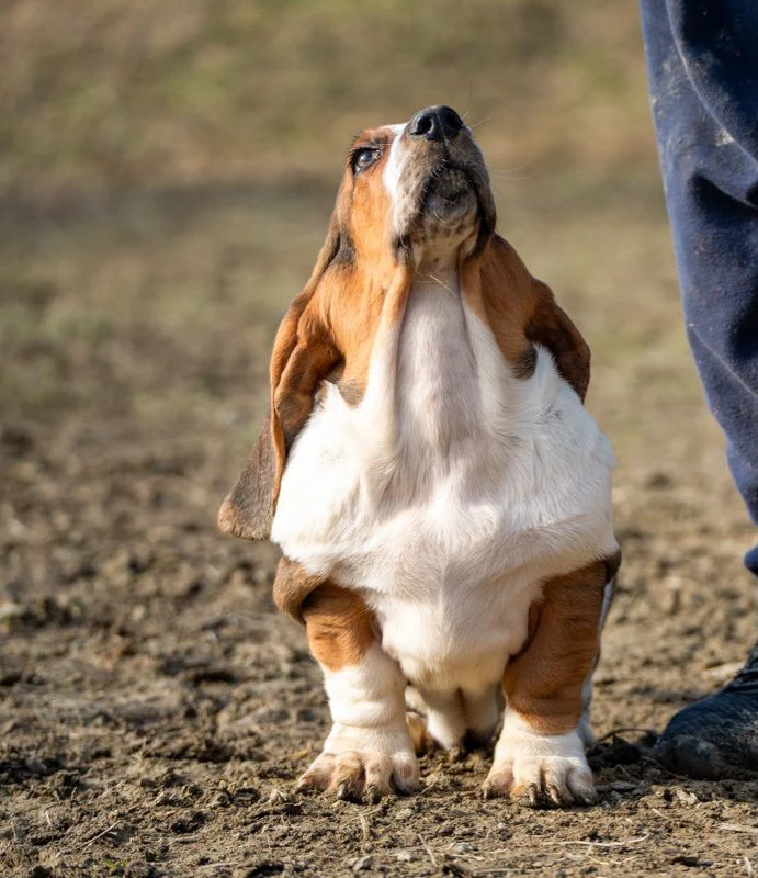 Cucciola di bassethound, belli | Foto 1