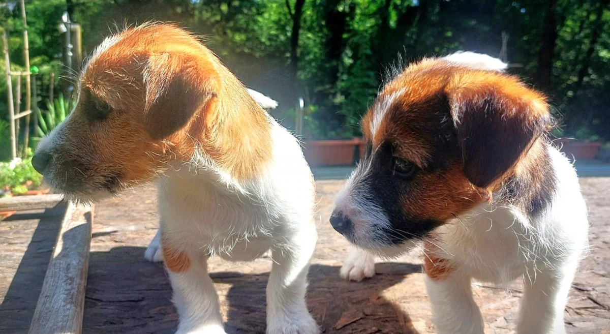 Cuccioli di Jack Russell, già  | Foto 1