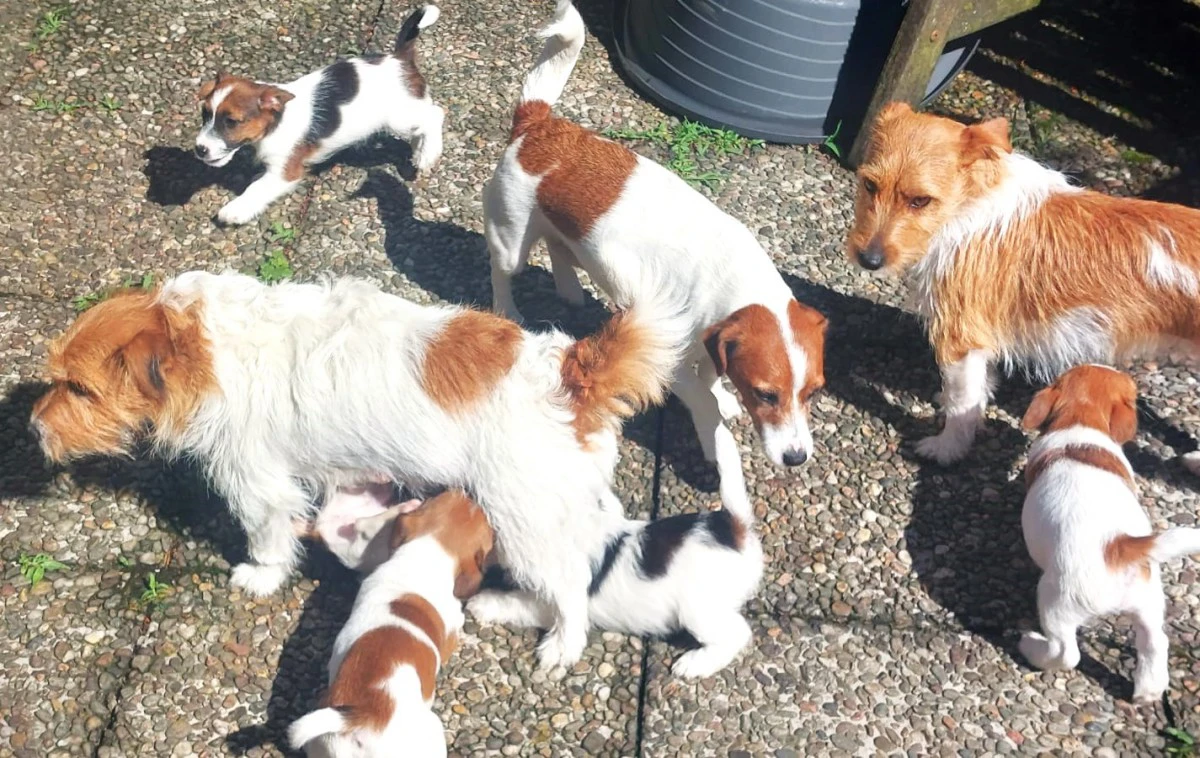 Cuccioli di Jack Russell, già  | Foto 3