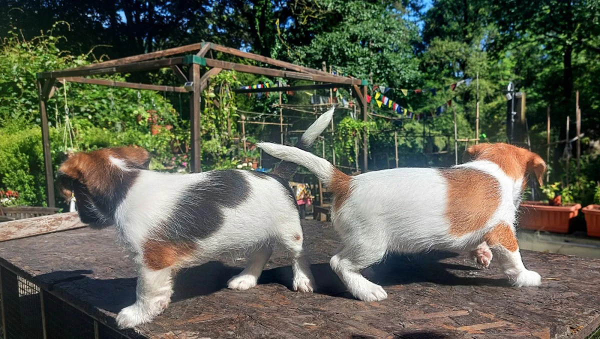 Cuccioli di Jack Russell, già  | Foto 6