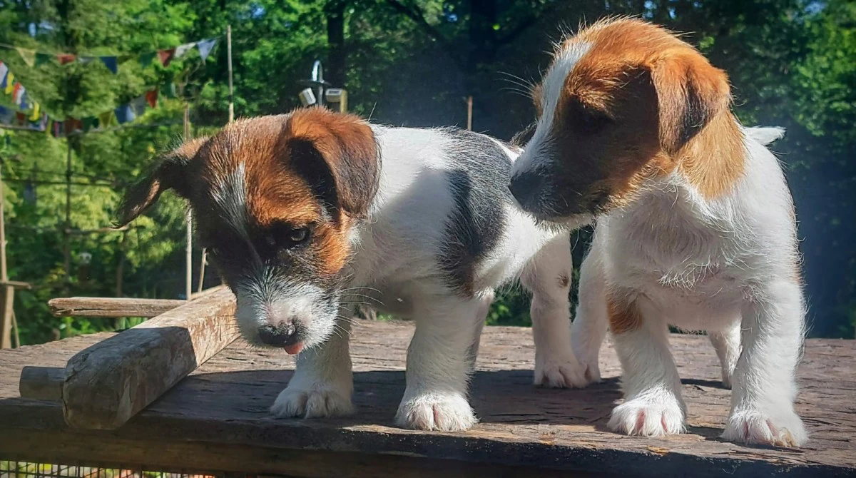 Cuccioli di Jack Russell, già  | Foto 4