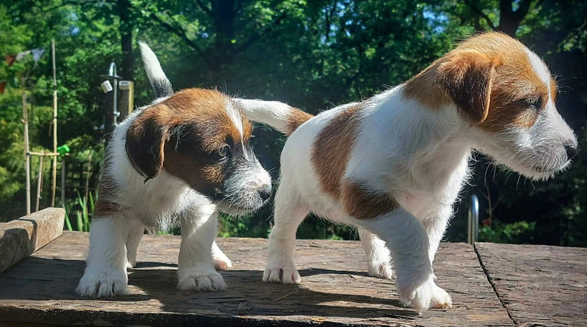 Cuccioli di Jack Russell, già  | Foto 2