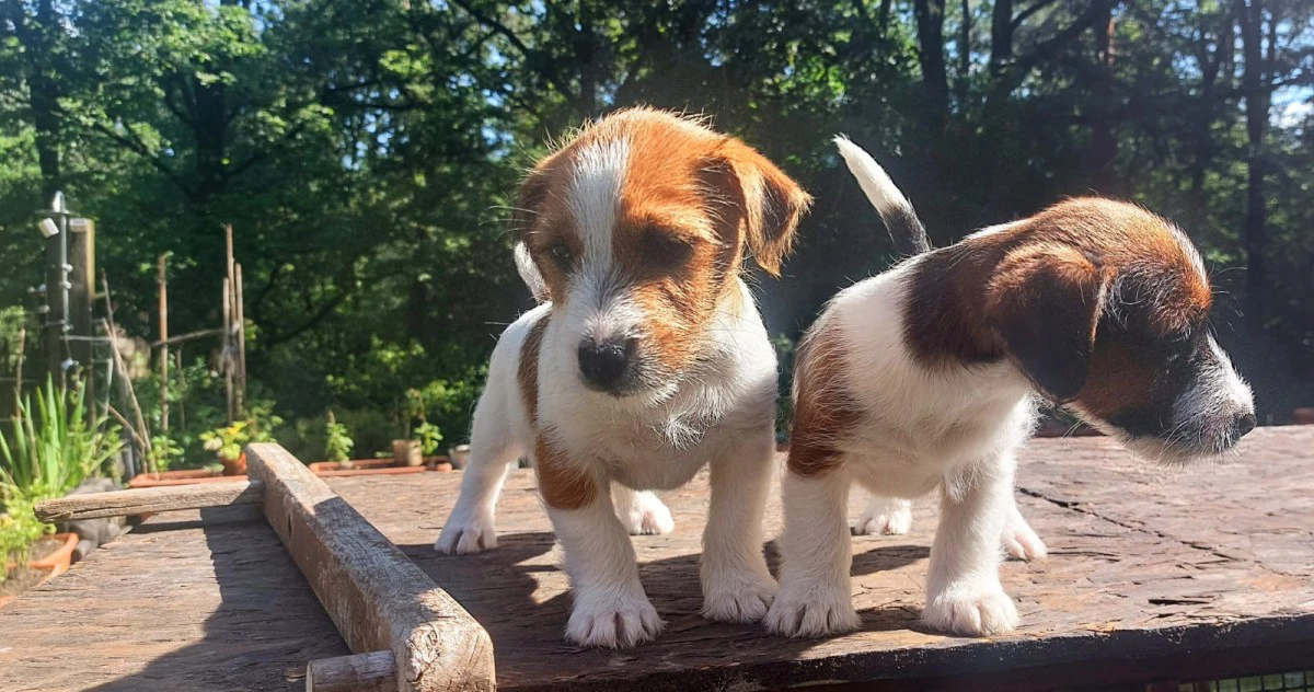 Cuccioli di Jack Russell, già  | Foto 7