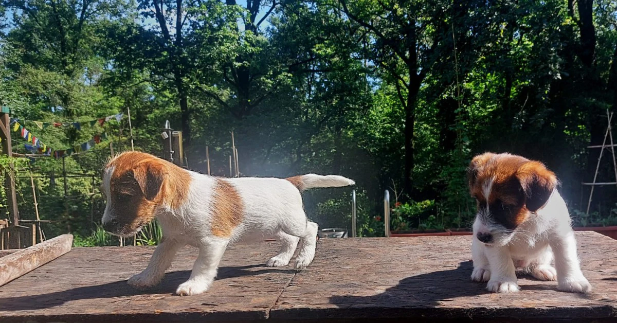 Cuccioli di Jack Russell, già  | Foto 5