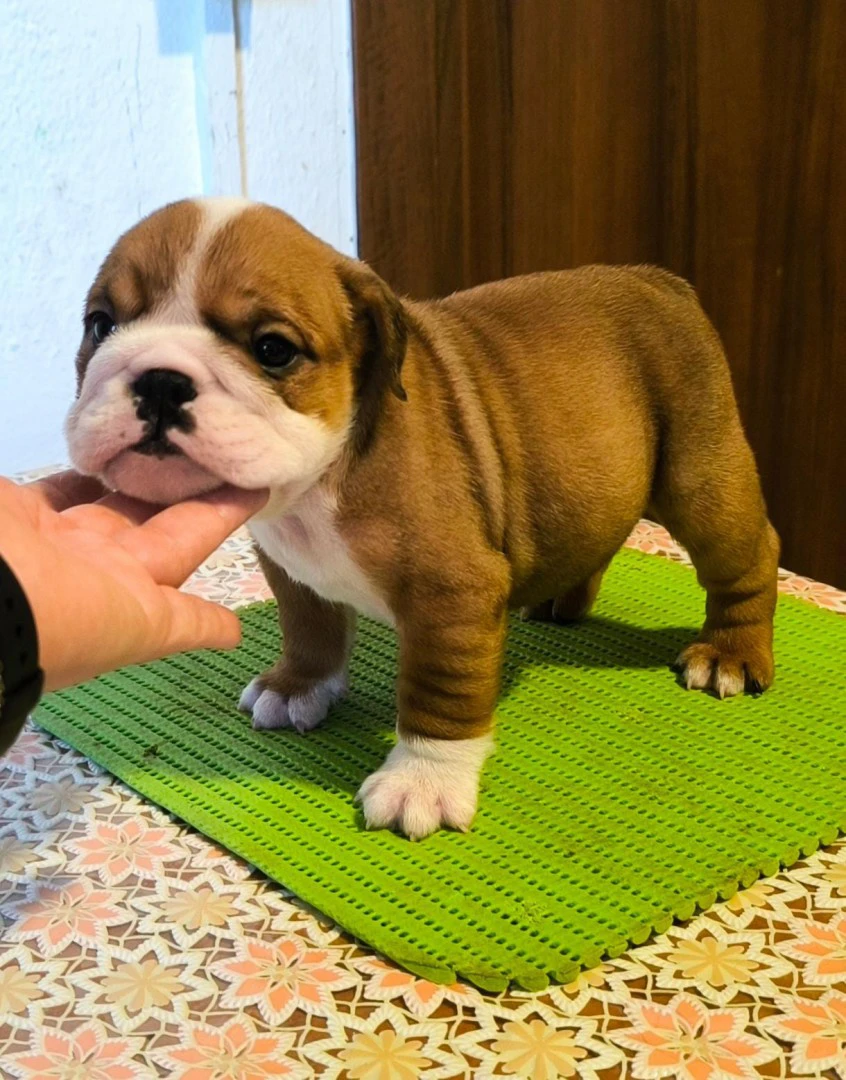 Disponibili cuccioli di Bulldo | Foto 3