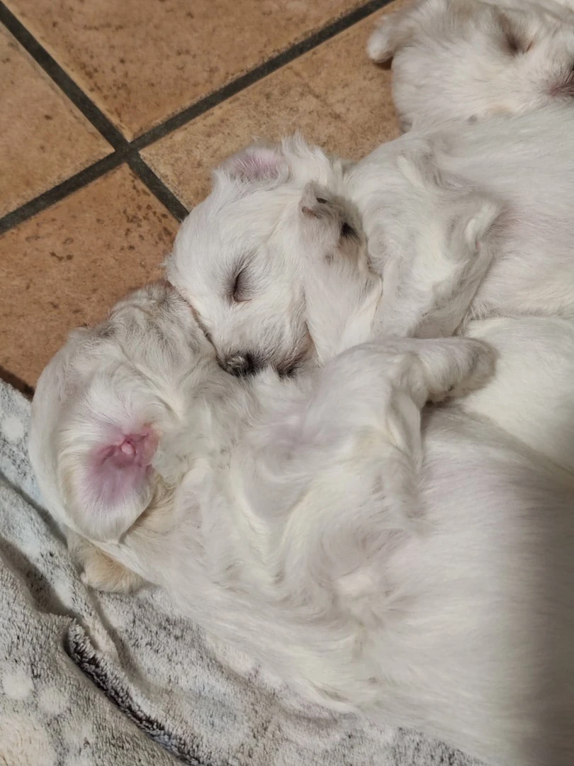 Bellissime cucciole di maltese | Foto 2