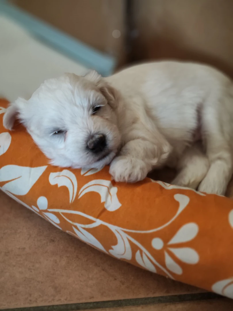 Bellissime cucciole di maltese | Foto 1