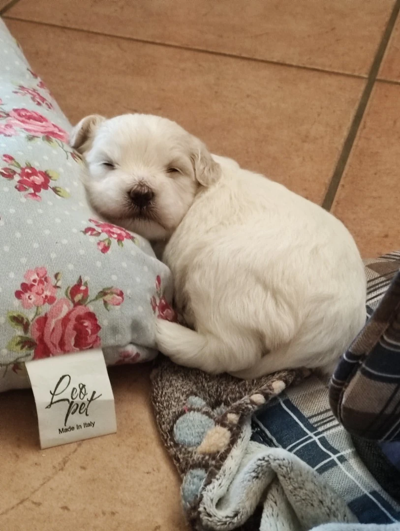 Bellissime cucciole di maltese | Foto 3