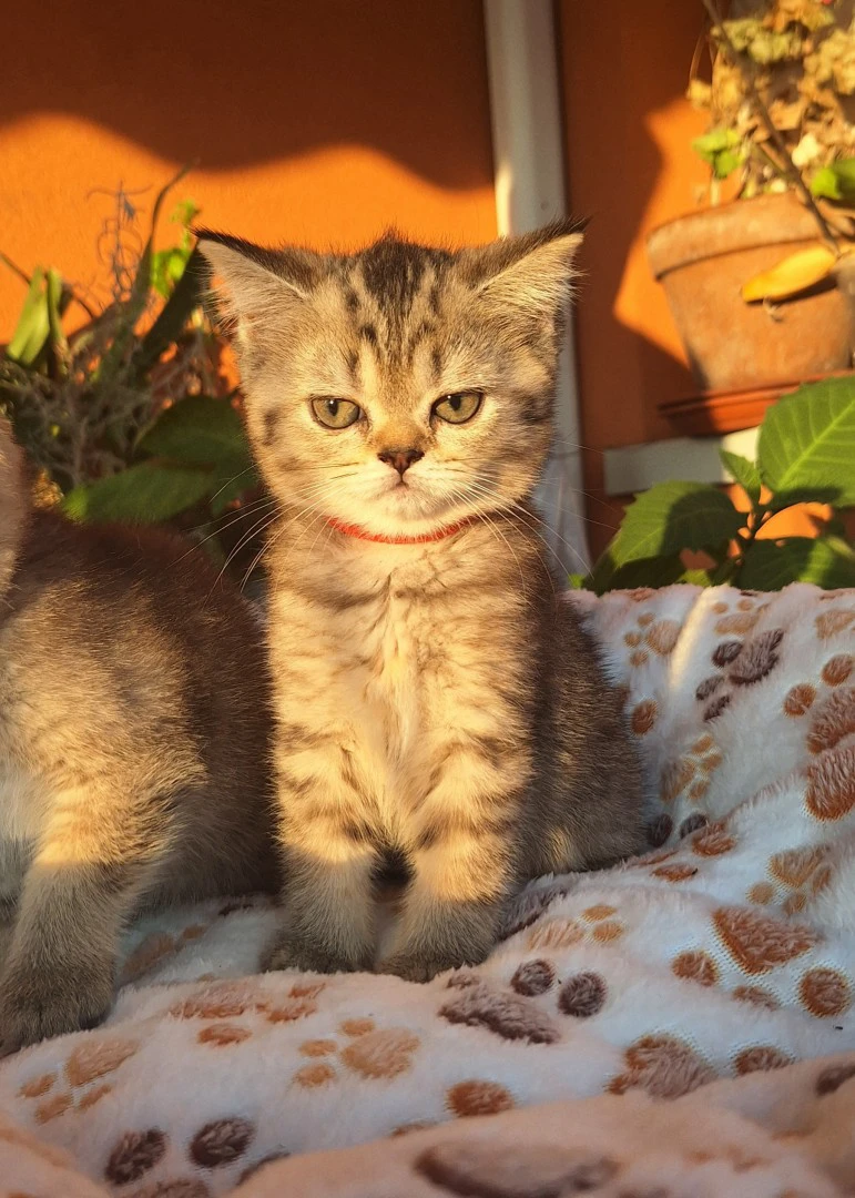 Abbiamo bellissimi cuccioli di | Foto 9