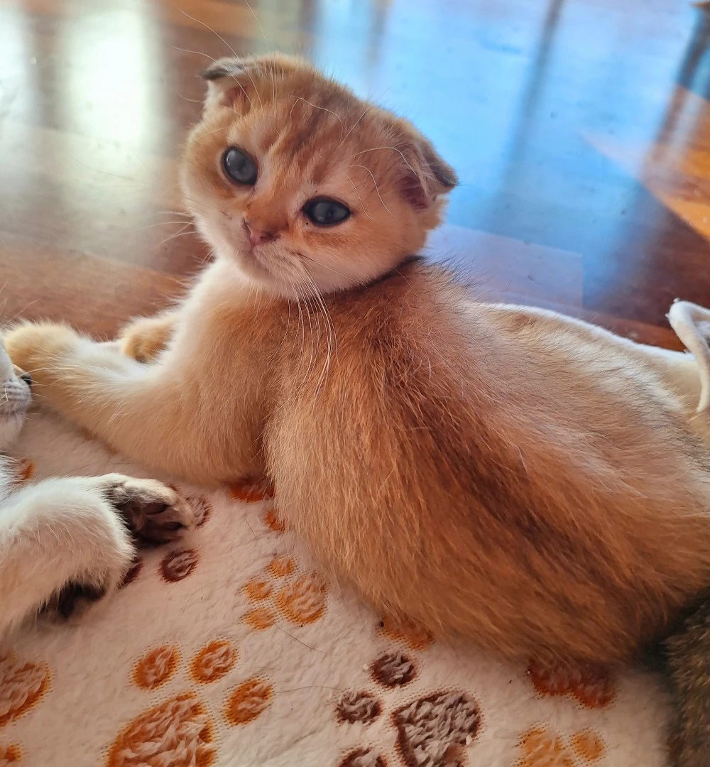 Scottish fold golden disponibi | Foto 1